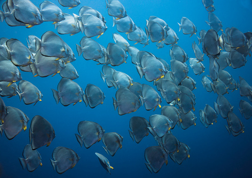 A school of large Spadefish swimming in the blue with silver bodies and yellow fins filling the frame swimming away