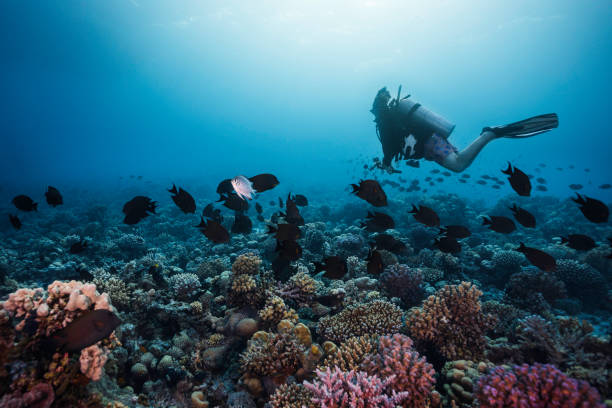 istock A scuba diver swimming over the vibrant reef 1422453537