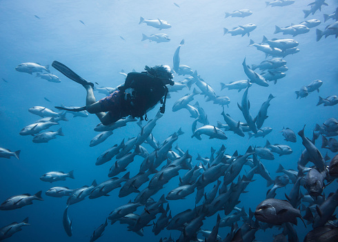 A scuba diver swimming with a school of Snapper fish quietly observes them
