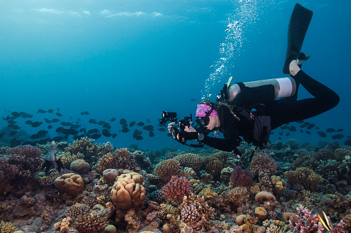 An underwater photographer taking a picture on the reef and a school of fish in the background