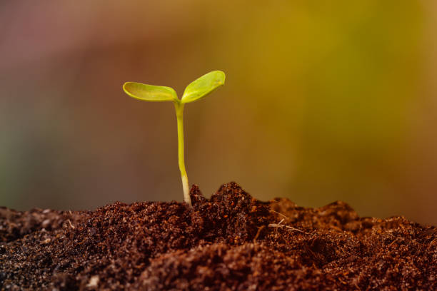 una plántula plantada en fibra de coco sobre el fondo anaranjado dorado del atardecer. concepto ecológico amigable. - root growth dirt seed fotografías e imágenes de stock