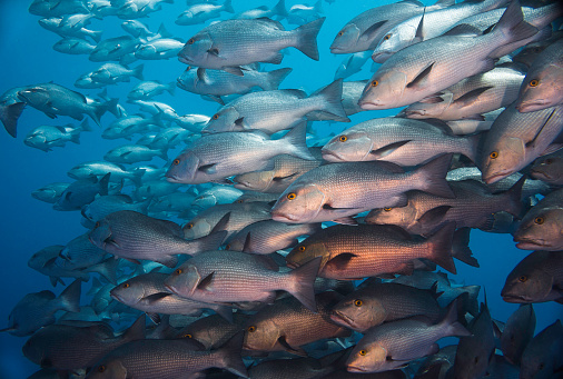 Close up of a large school of Twinspot snapper fish (Lutjanus bohar) reddish grey body with darker fins all facing the same way