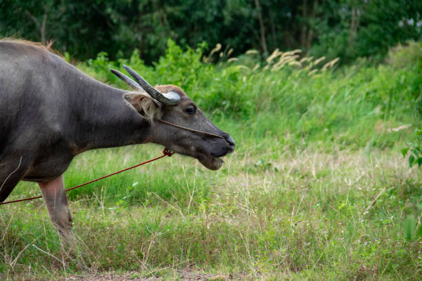 istock the front half of a buffalo 1422454837