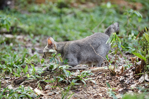 Gray cat playing in the garden