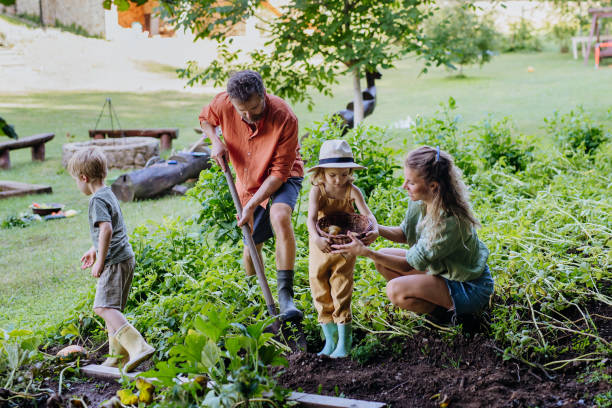 Farmer family harvesting and digging potatoes together in garden in summer. stock photo