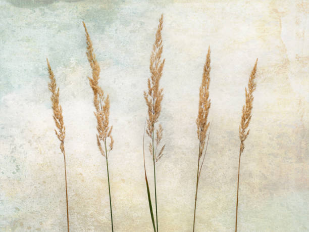 istock Blades of grass in a row on a textured background 1422455464