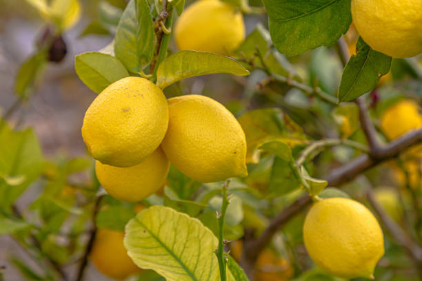 istock Ripe lemons hanging on a tree. Growing a lemon. Mature lemons on tree. Selective focus and close up 1422455525