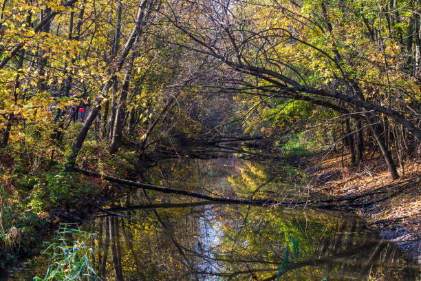 The riverbed through which the trees are fallen. Trees are reflected in the water.