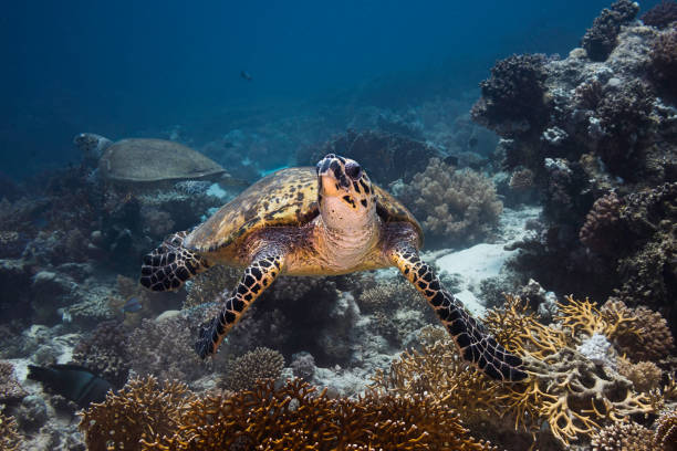 istock Two large Hawksbill sea turtles underwater on the reef 1422455686
