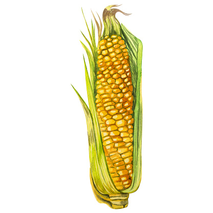 An ear of yellow corn with green leaves isolated on a white background, hand-painted in watercolor. Suitable for printing design, postcard design, invitation cards, holiday.