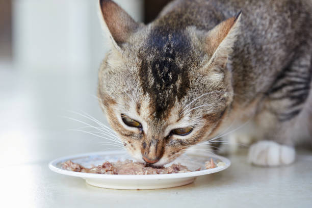 istock Gray cat eating cat food on a disk 1422458648