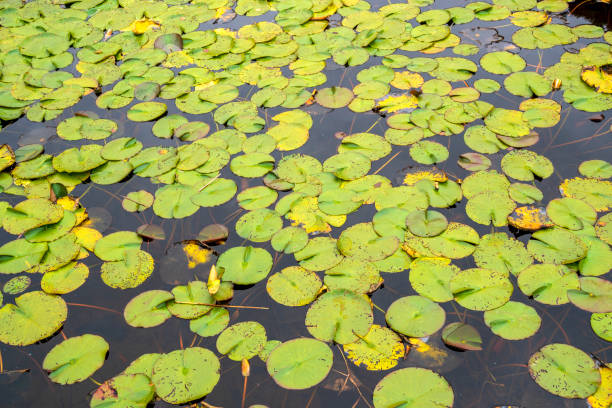 istock Aquatic plants swimming on a lake 1422459302