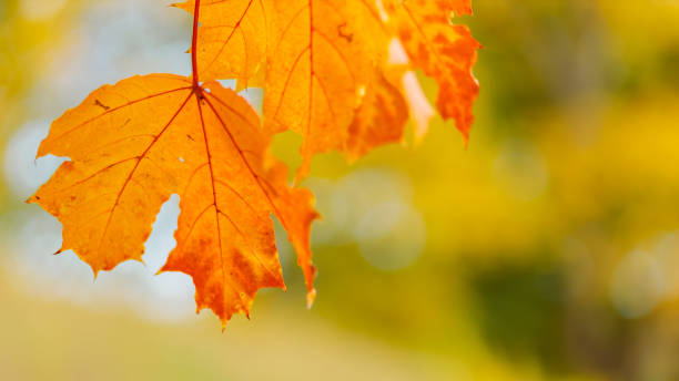 istock Yellow maple leaves on a blurred background. Autumn season. Copy space 1422462371