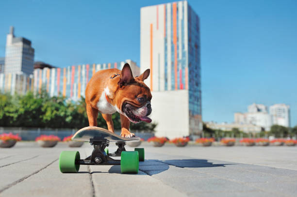 istock Dog standing on the skateboard looking to the side 1422462410