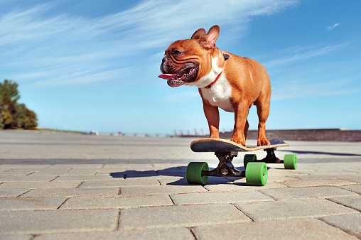 Young active french bulldog standing on the longboard  against blue sky background