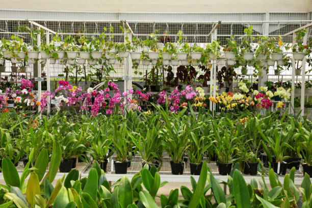 istock A paradise full of orchids 1422463015