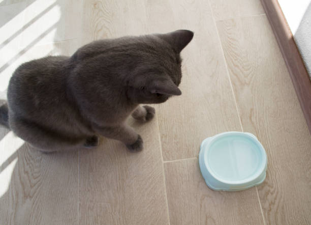 istock British cat and bowl. 1422463026