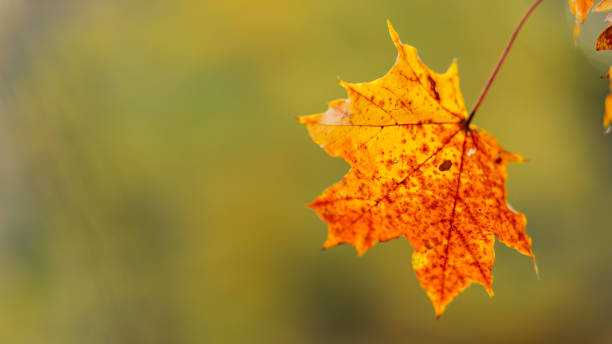 istock Red orange maple leaves. Autumn background with bright colorful leaves. Copy space 1422463053
