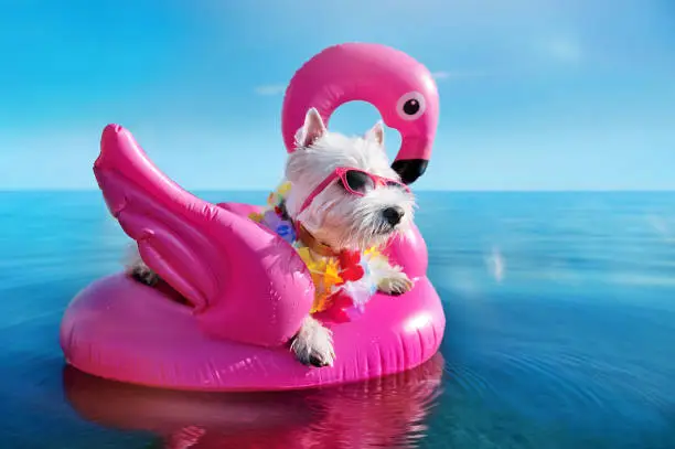 Photo of White terrier wearing tropical flower garland chilling on the pink rubber flamingo