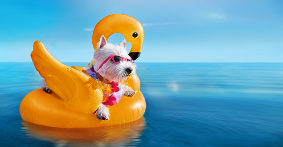 White terrier wearing tropical flower garland laying on the yellow rubber flamingo