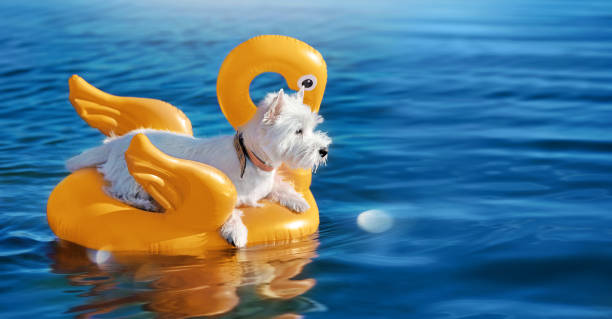 istock Wide card with west highland terrier having rest on the yellow raft 1422464366