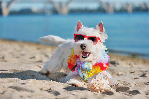 Happy westie dog playing with the shell at the  beach