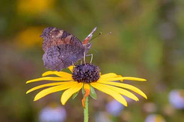 European peacock butterfly - Aglais-io - sucks with its trunk nectar from a black-eyed Susan blossom - Rudbeckia hirta