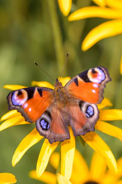 Photo of Peacock-butterfly - Aglais-io - on black-eyed Susan - Rudbeckia hirta