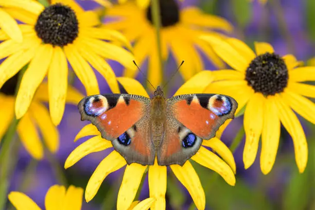 European peacock butterfly - Aglais-io - sucks with its trunk nectar from a black-eyed Susan blossom - Rudbeckia hirta