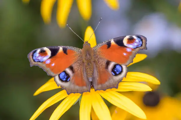 Photo of Peacock-butterfly - Aglais-io - on black-eyed Susan - Rudbeckia hirta