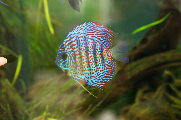 A colorful discus fish in aquarium A beautiful and colorful discus fish cichlid swimming in aquarium with some plants in the background discus fish symphysodon stock pictures, royalty-free photos & images