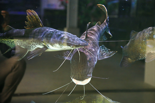 Two tiger catfish swimming in aquarium with dark background