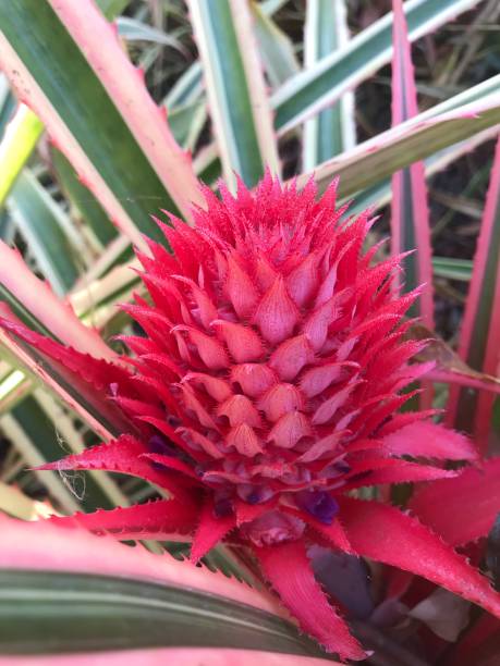 Ananas bracteatus or ornamental pineapple Ananas bracteatus ou abacaxí ornamental ananas stock pictures, royalty-free photos & images