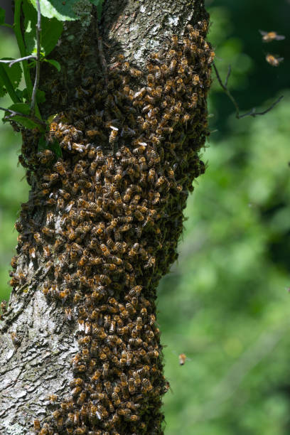 istock Honey bees swarm on trees, insects are workers. 1422469292