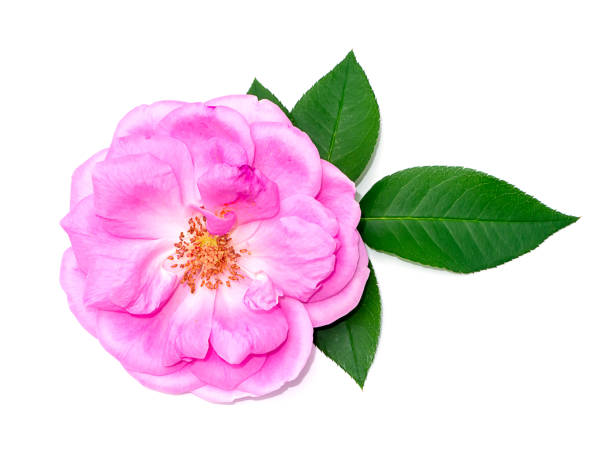 istock Close up Pink Rose flower on white background. 1422470821