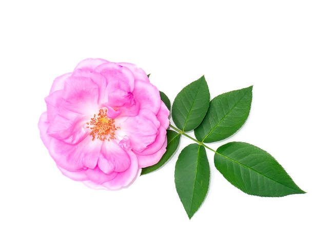 istock Close up Pink Rose flower on white background. 1422470822