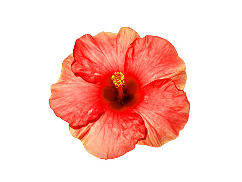 Close up orange Chinese Rose, Rosa mallow flower on white background with clipping path. (Scientific name Hibiscus rosa-sinensis)