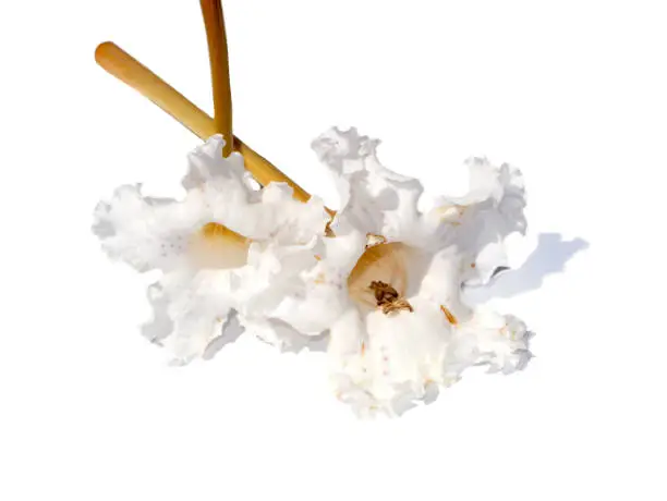 Close up Trumpet Tree flower. (Scientific name Dolichandrone serrulata (DC.) Seem.)