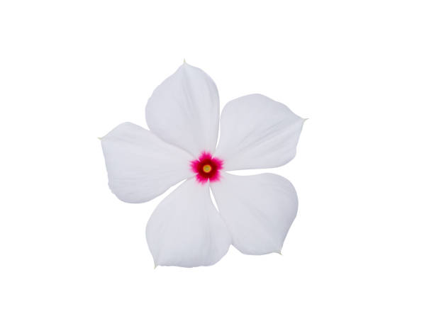 istock Close up Cape Periwinkle, Bringht Eye, Indian Periwinkle, Madagascar Periwinkle flower. 1422470886