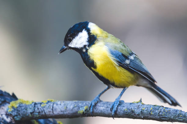 istock Great tit on branch with beautiful summer background. 1422479769