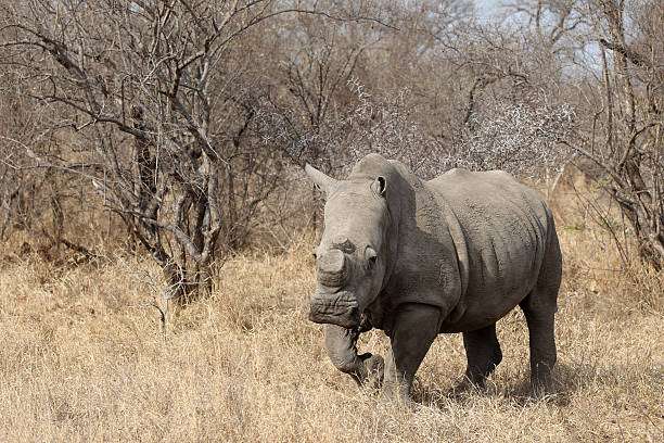 istock White Rhino with horns removed 142248142