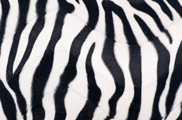 istock black and white fur background 1422481755