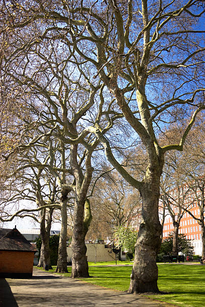 istock London, Pimlico Gardens in spring 142248410