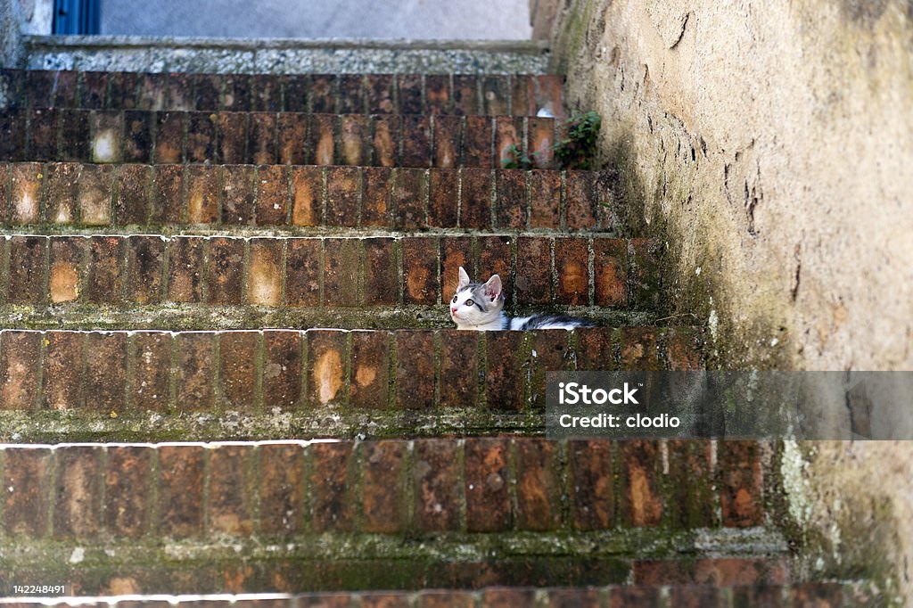 (Toscana, Sovana, gatto - Foto stock royalty-free di Ambientazione esterna