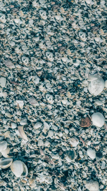 VERTICAL Close-up seashells on beach sand summer day. Abstract ocean background pattern collection