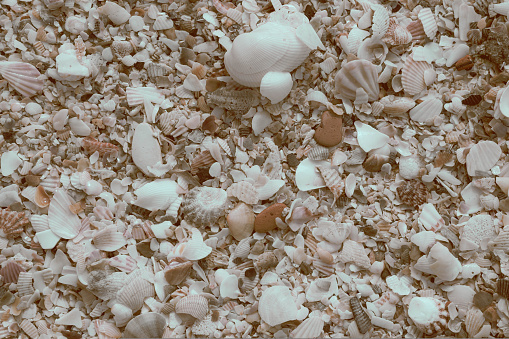 Close-up seashells on beach sand summer day. Abstract ocean background pattern collection.