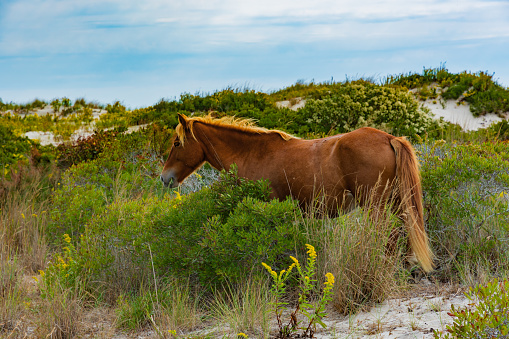 On Assateague Island National Seashore, wild ponies roam free. Taken on the Dunes Trail, this pony continued to graze as we wandered by. This pony is part of the Northern Herd, but is a member of the ponies memorialized in Misty of Chincoteague.