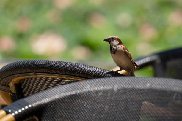 istock A Male House Sparrow 1422490260