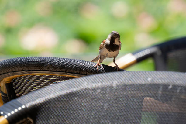 istock A Male House Sparrow 1422490261