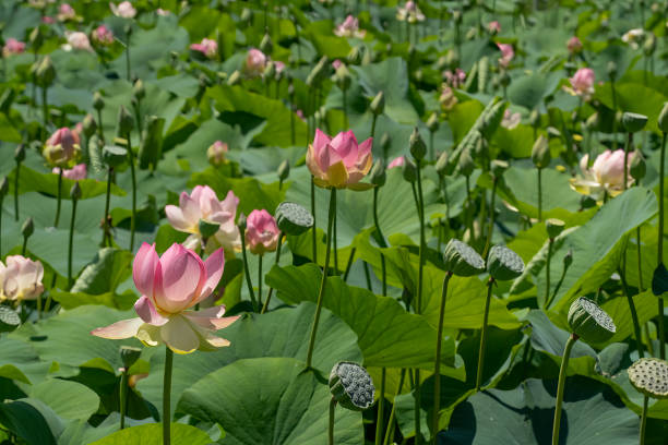 Lotus Flowers in a Pond